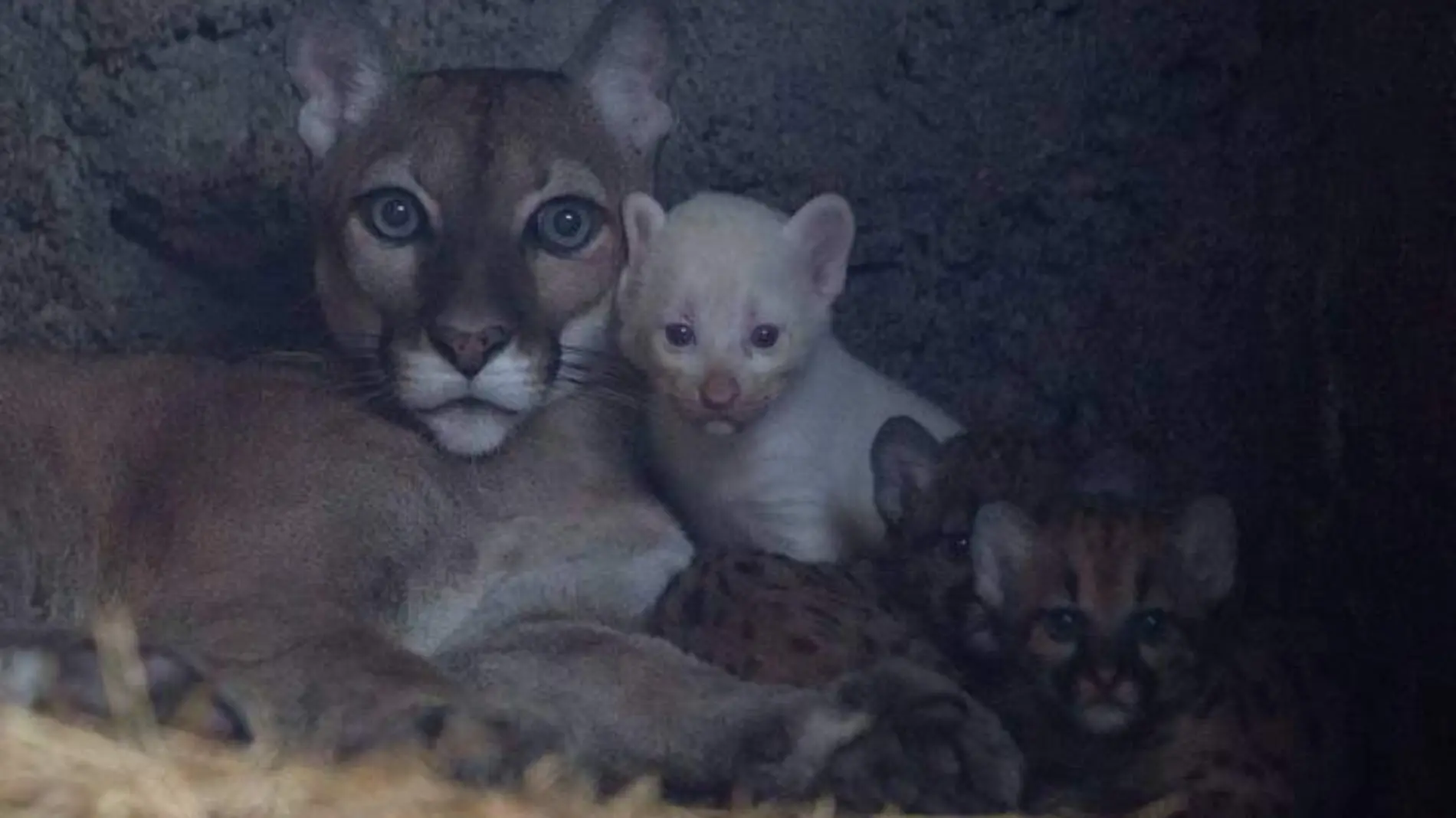 Puma albino